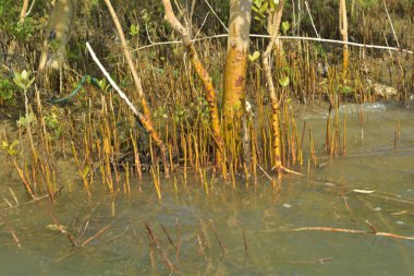 Tropik mangrov kökleri ve çamurlu bir nehir kıyısında büyüyen yavru fidanlar. Sahne, gelgit bölgesinin doğal dokusunu ve bir estuarin ortamının yemyeşil bitki örtüsünü yakalar..