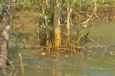 Tropik mangrov kökleri ve çamurlu bir nehir kıyısında büyüyen yavru fidanlar. Sahne, gelgit bölgesinin doğal dokusunu ve bir estuarin ortamının yemyeşil bitki örtüsünü yakalar..