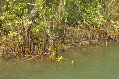 Tropik mangrov kökleri ve çamurlu bir nehir kıyısında büyüyen yavru fidanlar. Sahne, gelgit bölgesinin doğal dokusunu ve bir estuarin ortamının yemyeşil bitki örtüsünü yakalar..