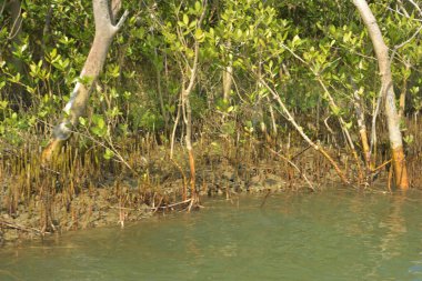 Tropik mangrov kökleri ve çamurlu bir nehir kıyısında büyüyen yavru fidanlar. Sahne, gelgit bölgesinin doğal dokusunu ve bir estuarin ortamının yemyeşil bitki örtüsünü yakalar..