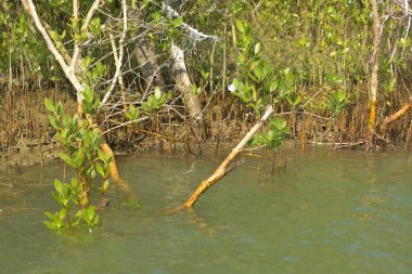 Tropik mangrov kökleri ve çamurlu bir nehir kıyısında büyüyen yavru fidanlar. Sahne, gelgit bölgesinin doğal dokusunu ve bir estuarin ortamının yemyeşil bitki örtüsünü yakalar..