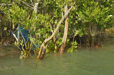 Tropik mangrov kökleri ve çamurlu bir nehir kıyısında büyüyen yavru fidanlar. Sahne, gelgit bölgesinin doğal dokusunu ve bir estuarin ortamının yemyeşil bitki örtüsünü yakalar..
