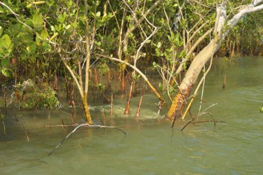 Tropik mangrov kökleri ve çamurlu bir nehir kıyısında büyüyen yavru fidanlar. Sahne, gelgit bölgesinin doğal dokusunu ve bir estuarin ortamının yemyeşil bitki örtüsünü yakalar..