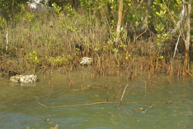 Tropik mangrov kökleri ve çamurlu bir nehir kıyısında büyüyen yavru fidanlar. Sahne, gelgit bölgesinin doğal dokusunu ve bir estuarin ortamının yemyeşil bitki örtüsünü yakalar..