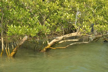 Tropik mangrov kökleri ve çamurlu bir nehir kıyısında büyüyen yavru fidanlar. Sahne, gelgit bölgesinin doğal dokusunu ve bir estuarin ortamının yemyeşil bitki örtüsünü yakalar..