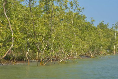 Tropik mangrov kökleri ve çamurlu bir nehir kıyısında büyüyen yavru fidanlar. Sahne, gelgit bölgesinin doğal dokusunu ve bir estuarin ortamının yemyeşil bitki örtüsünü yakalar..