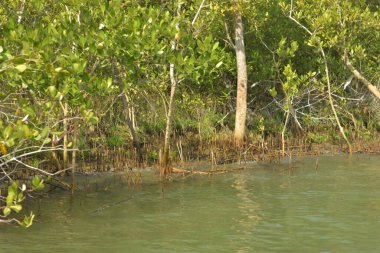 Tropik mangrov kökleri ve çamurlu bir nehir kıyısında büyüyen yavru fidanlar. Sahne, gelgit bölgesinin doğal dokusunu ve bir estuarin ortamının yemyeşil bitki örtüsünü yakalar..