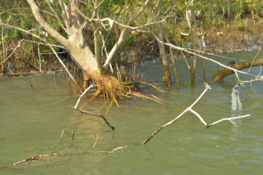 Tropik mangrov kökleri ve çamurlu bir nehir kıyısında büyüyen yavru fidanlar. Sahne, gelgit bölgesinin doğal dokusunu ve bir estuarin ortamının yemyeşil bitki örtüsünü yakalar..