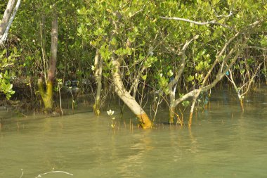 Tropical mangrove roots and young saplings growing along a muddy riverbank. The scene captures the natural texture of the intertidal zone and the lush green vegetation of an estuarine environment.
