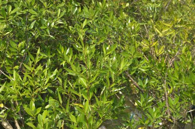 Tropik mangrov kökleri ve çamurlu bir nehir kıyısında büyüyen yavru fidanlar. Sahne, gelgit bölgesinin doğal dokusunu ve bir estuarin ortamının yemyeşil bitki örtüsünü yakalar..