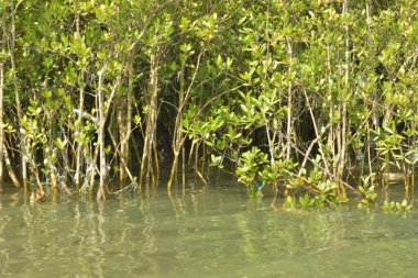 Tropical mangrove roots and young saplings growing along a muddy riverbank. The scene captures the natural texture of the intertidal zone and the lush green vegetation of an estuarine environment.