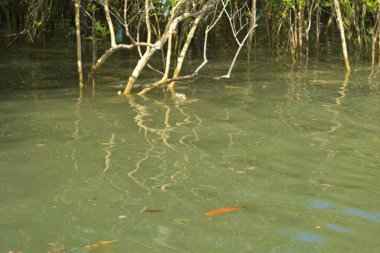 Tropical mangrove roots and young saplings growing along a muddy riverbank. The scene captures the natural texture of the intertidal zone and the lush green vegetation of an estuarine environment.