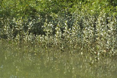 Tropik mangrov kökleri ve çamurlu bir nehir kıyısında büyüyen yavru fidanlar. Sahne, gelgit bölgesinin doğal dokusunu ve bir estuarin ortamının yemyeşil bitki örtüsünü yakalar..