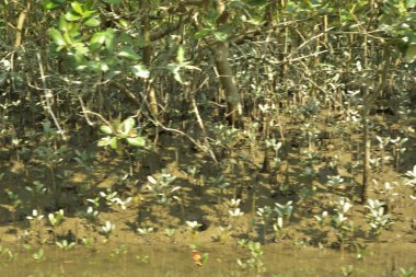 Tropik mangrov kökleri ve çamurlu bir nehir kıyısında büyüyen yavru fidanlar. Sahne, gelgit bölgesinin doğal dokusunu ve bir estuarin ortamının yemyeşil bitki örtüsünü yakalar..