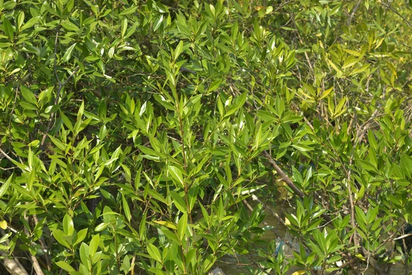 Tropik mangrov kökleri ve çamurlu bir nehir kıyısında büyüyen yavru fidanlar. Sahne, gelgit bölgesinin doğal dokusunu ve bir estuarin ortamının yemyeşil bitki örtüsünü yakalar..