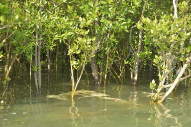 Mangrove pneumatoforları (hava kökleri) çamurlu bir nehir kıyısından çıkar. Bu teknik bakış açısı, tropikal bir kıyı ekosisteminin eşsiz kök adaptasyonlarını ve biyolojik çeşitliliğini gösterir..