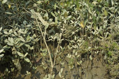 Tropik mangrov kökleri ve çamurlu bir nehir kıyısında büyüyen yavru fidanlar. Sahne, gelgit bölgesinin doğal dokusunu ve bir estuarin ortamının yemyeşil bitki örtüsünü yakalar..