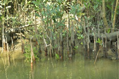 Alçak gelgit sırasında çamurlu bir nehir kıyısından çıkan mangrov pneumatoforlarının (hava kökleri) ayrıntılı bir görüntüsü. Görüntü, bu köklerin anaerobik topraktaki oksijen alımı için eşsiz biyolojik adaptasyonunu gösteriyor.
