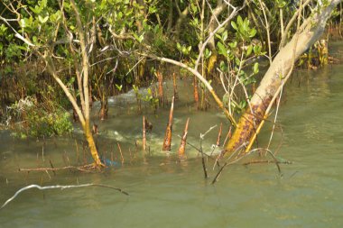 Genç mangrov ağaçları ve dikey nefes alan köklerinden oluşan canlı bir kıyı ekosistemi. Çamurlu kıyı şeridi, kıyı korumasındaki mangrov ormanlarının önemini vurgulayarak kara ve su arasındaki arayüzü gösteriyor.