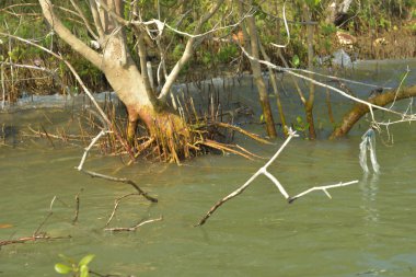 Genç mangrov ağaçları ve dikey nefes alan köklerinden oluşan canlı bir kıyı ekosistemi. Çamurlu kıyı şeridi, kıyı korumasındaki mangrov ormanlarının önemini vurgulayarak kara ve su arasındaki arayüzü gösteriyor.