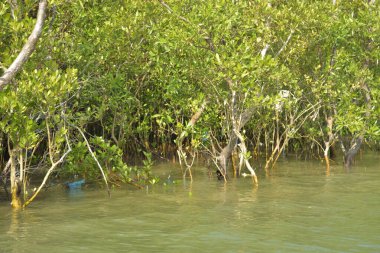 Genç mangrov ağaçları ve dikey nefes alan köklerinden oluşan canlı bir kıyı ekosistemi. Çamurlu kıyı şeridi, kıyı korumasındaki mangrov ormanlarının önemini vurgulayarak kara ve su arasındaki arayüzü gösteriyor.