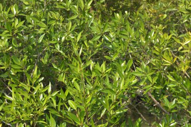 Genç mangrov ağaçları ve dikey nefes alan köklerinden oluşan canlı bir kıyı ekosistemi. Çamurlu kıyı şeridi, kıyı korumasındaki mangrov ormanlarının önemini vurgulayarak kara ve su arasındaki arayüzü gösteriyor.