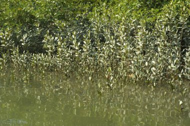 Genç mangrov ağaçları ve dikey nefes alan köklerinden oluşan canlı bir kıyı ekosistemi. Çamurlu kıyı şeridi, kıyı korumasındaki mangrov ormanlarının önemini vurgulayarak kara ve su arasındaki arayüzü gösteriyor.