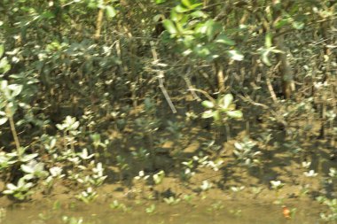 Genç mangrov ağaçları ve dikey nefes alan köklerinden oluşan canlı bir kıyı ekosistemi. Çamurlu kıyı şeridi, kıyı korumasındaki mangrov ormanlarının önemini vurgulayarak kara ve su arasındaki arayüzü gösteriyor.