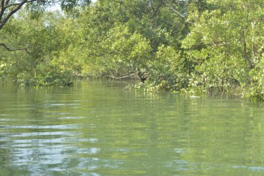 Cox 's Bazar, Bangladeş' teki yemyeşil bir mangrov ormanının büyüleyici manzarası. Yoğun yeşil ağaçlar, berrak bir gökyüzünün altındaki gelgit sularına yansıyor. GolamRob 'un kıyı biyolojik çeşitliliğinin ve tropikal doğa fotoğrafçılığının sakin bir örneği.