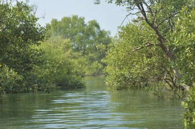 Cox 's Bazar, Bangladeş' teki yemyeşil bir mangrov ormanının büyüleyici manzarası. Yoğun yeşil ağaçlar, berrak bir gökyüzünün altındaki gelgit sularına yansıyor. GolamRob 'un kıyı biyolojik çeşitliliğinin ve tropikal doğa fotoğrafçılığının sakin bir örneği.