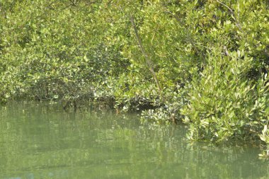 Cox 's Bazar, Bangladeş' teki yemyeşil bir mangrov ormanının büyüleyici manzarası. Yoğun yeşil ağaçlar, berrak bir gökyüzünün altındaki gelgit sularına yansıyor. GolamRob 'un kıyı biyolojik çeşitliliğinin ve tropikal doğa fotoğrafçılığının sakin bir örneği.