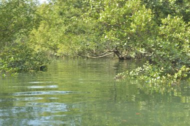Cox 's Bazar, Bangladeş' teki yemyeşil bir mangrov ormanının büyüleyici manzarası. Yoğun yeşil ağaçlar, berrak bir gökyüzünün altındaki gelgit sularına yansıyor. GolamRob 'un kıyı biyolojik çeşitliliğinin ve tropikal doğa fotoğrafçılığının sakin bir örneği.