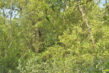 Cox 's Bazar, Bangladeş' teki yemyeşil bir mangrov ormanının büyüleyici manzarası. Yoğun yeşil ağaçlar, berrak bir gökyüzünün altındaki gelgit sularına yansıyor. GolamRob 'un kıyı biyolojik çeşitliliğinin ve tropikal doğa fotoğrafçılığının sakin bir örneği.