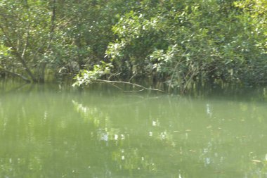 Cox 's Bazar, Bangladeş' teki yemyeşil bir mangrov ormanının büyüleyici manzarası. Yoğun yeşil ağaçlar, berrak bir gökyüzünün altındaki gelgit sularına yansıyor. GolamRob 'un kıyı biyolojik çeşitliliğinin ve tropikal doğa fotoğrafçılığının sakin bir örneği.