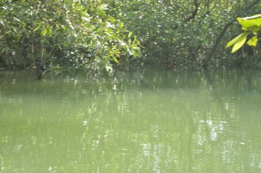 Cox 's Bazar, Bangladeş' teki yemyeşil bir mangrov ormanının büyüleyici manzarası. Yoğun yeşil ağaçlar, berrak bir gökyüzünün altındaki gelgit sularına yansıyor. GolamRob 'un kıyı biyolojik çeşitliliğinin ve tropikal doğa fotoğrafçılığının sakin bir örneği.