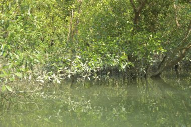 Cox 's Bazar, Bangladeş' teki yemyeşil bir mangrov ormanının büyüleyici manzarası. Yoğun yeşil ağaçlar, berrak bir gökyüzünün altındaki gelgit sularına yansıyor. GolamRob 'un kıyı biyolojik çeşitliliğinin ve tropikal doğa fotoğrafçılığının sakin bir örneği.
