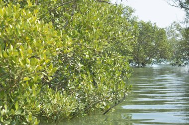 Cox 's Bazar, Bangladeş' teki yemyeşil bir mangrov ormanının büyüleyici manzarası. Yoğun yeşil ağaçlar, berrak bir gökyüzünün altındaki gelgit sularına yansıyor. GolamRob 'un kıyı biyolojik çeşitliliğinin ve tropikal doğa fotoğrafçılığının sakin bir örneği.