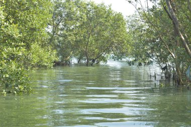 Cox 's Bazar, Bangladeş' teki yemyeşil bir mangrov ormanının büyüleyici manzarası. Yoğun yeşil ağaçlar, berrak bir gökyüzünün altındaki gelgit sularına yansıyor. GolamRob 'un kıyı biyolojik çeşitliliğinin ve tropikal doğa fotoğrafçılığının sakin bir örneği.