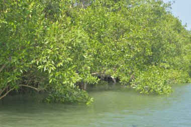 Cox 's Bazar, Bangladeş' teki yemyeşil bir mangrov ormanının büyüleyici manzarası. Yoğun yeşil ağaçlar, berrak bir gökyüzünün altındaki gelgit sularına yansıyor. GolamRob 'un kıyı biyolojik çeşitliliğinin ve tropikal doğa fotoğrafçılığının sakin bir örneği.