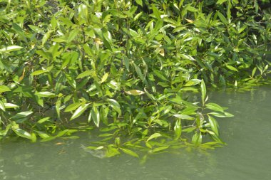 Cox 's Bazar, Bangladeş' teki yemyeşil bir mangrov ormanının büyüleyici manzarası. Yoğun yeşil ağaçlar, berrak bir gökyüzünün altındaki gelgit sularına yansıyor. GolamRob 'un kıyı biyolojik çeşitliliğinin ve tropikal doğa fotoğrafçılığının sakin bir örneği.