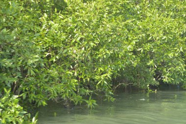 Stunning landscape of a lush mangrove forest in Cox's Bazar, Bangladesh. Dense green trees reflected in tidal waters under a clear sky. A serene example of coastal biodiversity and tropical nature photography by GolamRob.