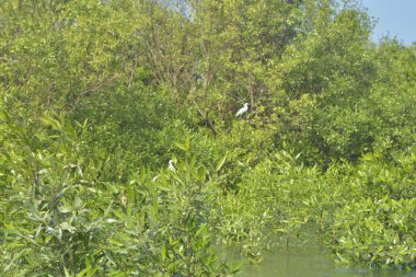 Cox 's Bazar, Bangladeş' teki yemyeşil bir mangrov ormanının büyüleyici manzarası. Yoğun yeşil ağaçlar, berrak bir gökyüzünün altındaki gelgit sularına yansıyor. GolamRob 'un kıyı biyolojik çeşitliliğinin ve tropikal doğa fotoğrafçılığının sakin bir örneği.