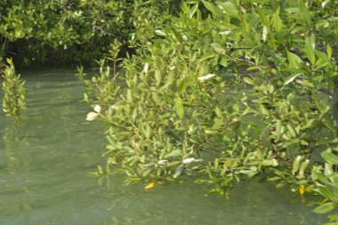 Stunning landscape of a lush mangrove forest in Cox's Bazar, Bangladesh. Dense green trees reflected in tidal waters under a clear sky. A serene example of coastal biodiversity and tropical nature photography by GolamRob.