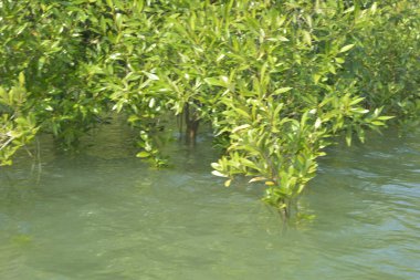 Cox 's Bazar, Bangladeş' teki yemyeşil bir mangrov ormanının büyüleyici manzarası. Yoğun yeşil ağaçlar, berrak bir gökyüzünün altındaki gelgit sularına yansıyor. GolamRob 'un kıyı biyolojik çeşitliliğinin ve tropikal doğa fotoğrafçılığının sakin bir örneği.