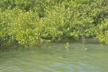 Stunning landscape of a lush mangrove forest in Cox's Bazar, Bangladesh. Dense green trees reflected in tidal waters under a clear sky. A serene example of coastal biodiversity and tropical nature photography by GolamRob.
