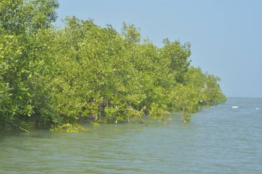 Cox 's Bazar, Bangladeş' teki yemyeşil bir mangrov ormanının büyüleyici manzarası. Yoğun yeşil ağaçlar, berrak bir gökyüzünün altındaki gelgit sularına yansıyor. GolamRob 'un kıyı biyolojik çeşitliliğinin ve tropikal doğa fotoğrafçılığının sakin bir örneği.