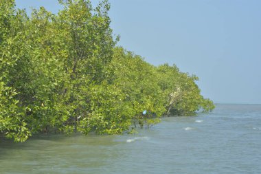 Cox 's Bazar, Bangladeş' teki yemyeşil bir mangrov ormanının büyüleyici manzarası. Yoğun yeşil ağaçlar, berrak bir gökyüzünün altındaki gelgit sularına yansıyor. GolamRob 'un kıyı biyolojik çeşitliliğinin ve tropikal doğa fotoğrafçılığının sakin bir örneği.
