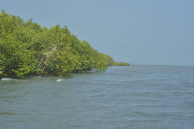 Cox 's Bazar, Bangladeş' teki yemyeşil bir mangrov ormanının büyüleyici manzarası. Yoğun yeşil ağaçlar, berrak bir gökyüzünün altındaki gelgit sularına yansıyor. GolamRob 'un kıyı biyolojik çeşitliliğinin ve tropikal doğa fotoğrafçılığının sakin bir örneği.