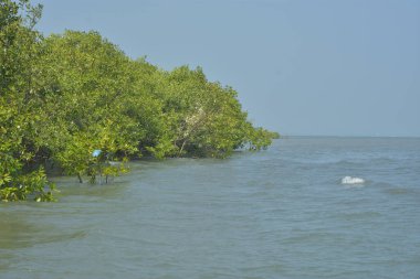 Cox 's Bazar, Bangladeş' teki yemyeşil bir mangrov ormanının büyüleyici manzarası. Yoğun yeşil ağaçlar, berrak bir gökyüzünün altındaki gelgit sularına yansıyor. GolamRob 'un kıyı biyolojik çeşitliliğinin ve tropikal doğa fotoğrafçılığının sakin bir örneği.