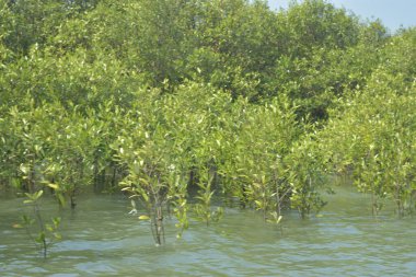 Cox 's Bazar, Bangladeş' teki yemyeşil bir mangrov ormanının büyüleyici manzarası. Yoğun yeşil ağaçlar, berrak bir gökyüzünün altındaki gelgit sularına yansıyor. GolamRob 'un kıyı biyolojik çeşitliliğinin ve tropikal doğa fotoğrafçılığının sakin bir örneği.